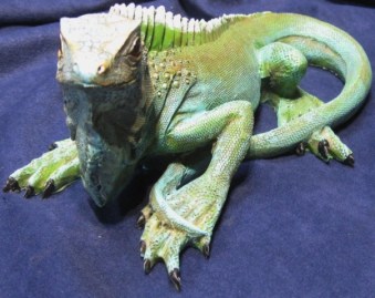 IGUANA MARMOLINA 003
